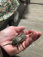 Abantiades atripalpis