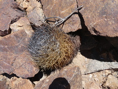 Eriosyce rodentiophila
