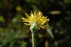 Crepis foetida