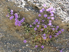 Campanula hagielia