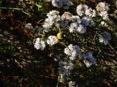 Lobostemon capitatus