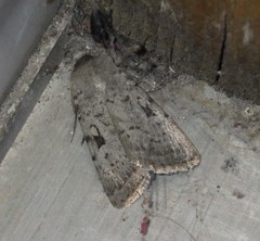 Epipsilia grisescens