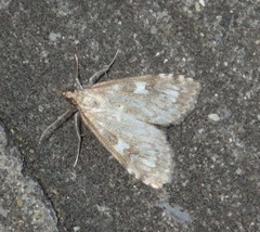 Udea olivalis