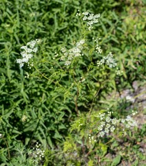 Sphallerocarpus gracilis