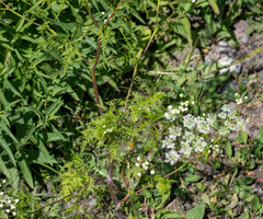 Sphallerocarpus gracilis