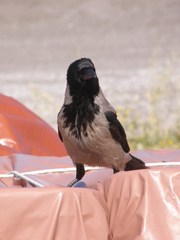 Corvus cornix