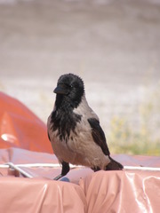 Corvus cornix