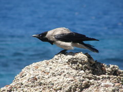 Corvus cornix