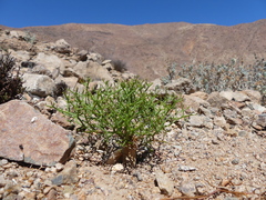 Domeykoa oppositifolia