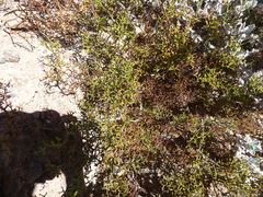 Domeykoa oppositifolia