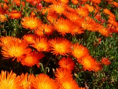 Lampranthus aureus