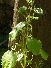Urtica membranacea
