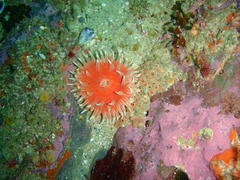 Anthostella stephensoni