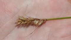 Carex adusta