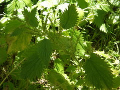 Urtica membranacea