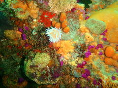 Anthostella stephensoni