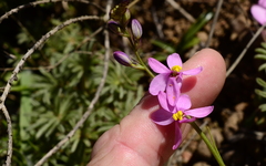 Ixia scillaris scillaris