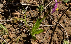 Ixia scillaris scillaris