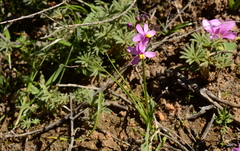 Ixia scillaris scillaris