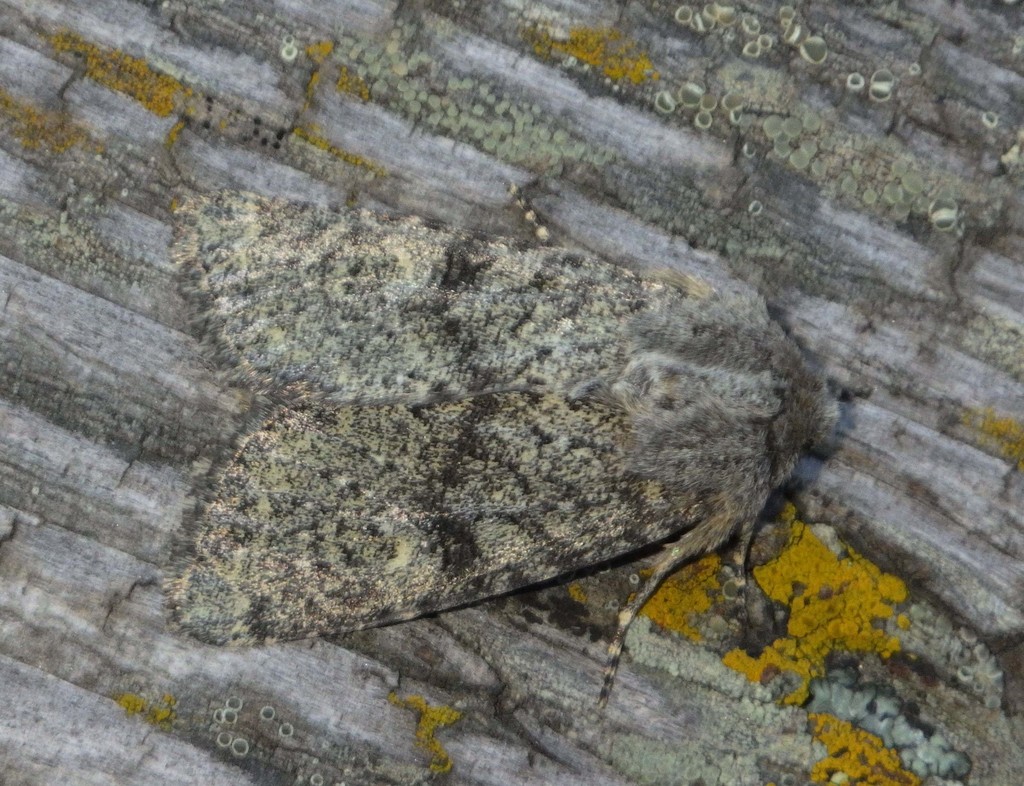 Apamea zeta