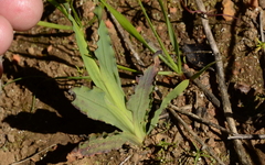 Ixia scillaris scillaris