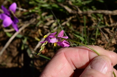Ixia scillaris scillaris