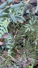 Pellaea atropurpurea