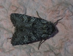 Lasionycta proxima