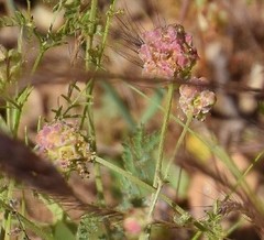 Sanguisorba verrucosa