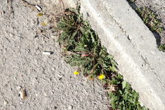 Taraxacum pseudomurbeckianum