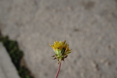 Taraxacum pseudomurbeckianum