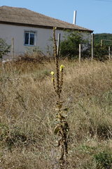 Verbascum ovalifolium
