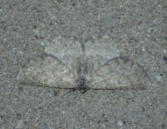 Gnophini