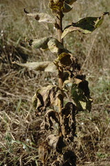 Verbascum ovalifolium