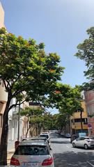 Spathodea campanulata