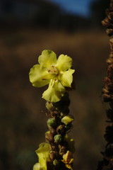 Verbascum ovalifolium