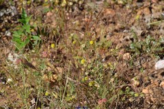 Sanguisorba verrucosa