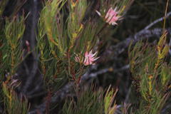 Protea odorata