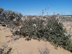 Pelargonium adriaanii