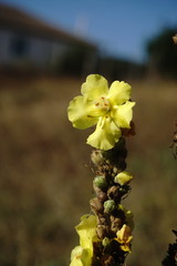 Verbascum ovalifolium