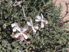 Pelargonium adriaanii