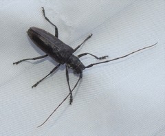 Monochamus maculosus