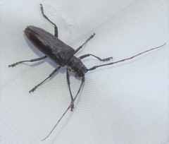 Monochamus maculosus