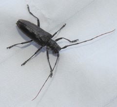 Monochamus maculosus