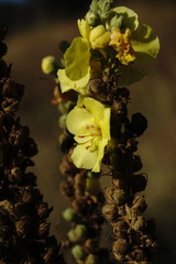 Verbascum ovalifolium