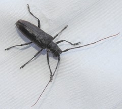 Monochamus maculosus