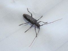 Monochamus maculosus