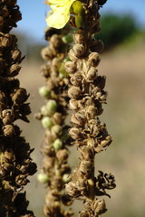 Verbascum ovalifolium