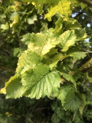 Ulmus