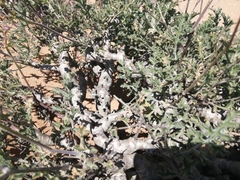 Pelargonium adriaanii